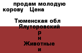 продам молодую корову › Цена ­ 45000-50000 - Тюменская обл., Ялуторовский р-н Животные и растения » Другие животные   . Тюменская обл.